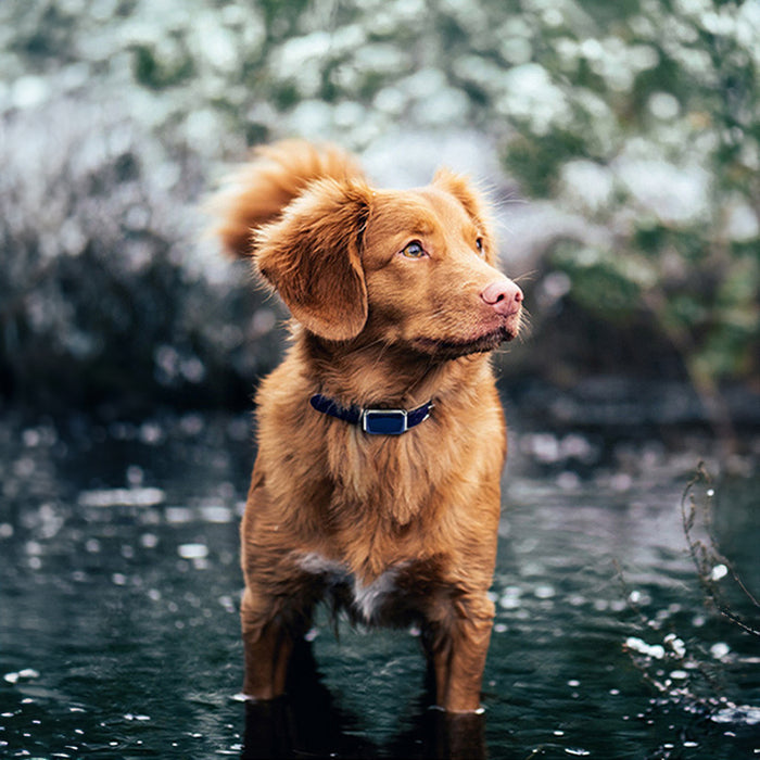G12 Waterproof Smart GPS Tracking Collar